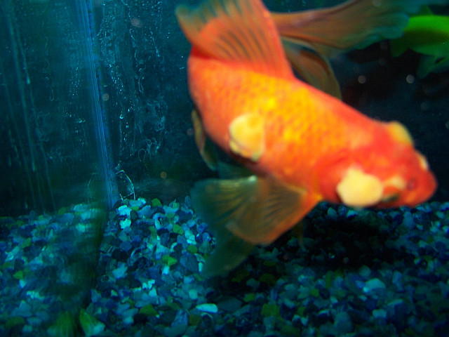 Goldfish With Tumor