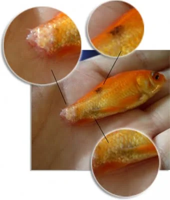 Diagnose goldfish symptoms