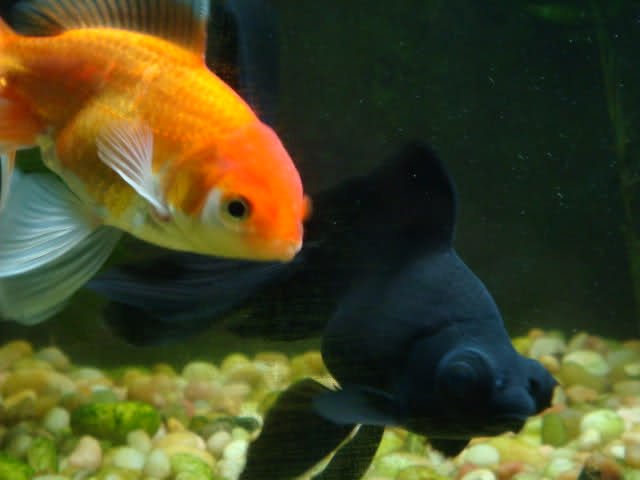 goldfish info