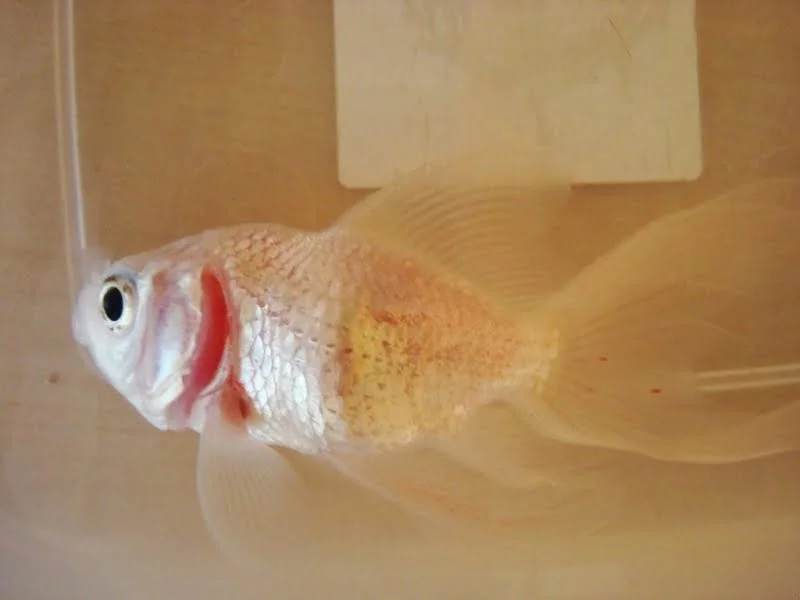 curled gills