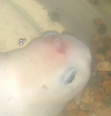 diagnose goldfish symptoms