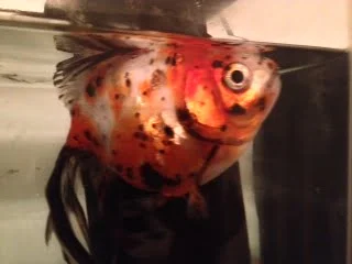 diagnose goldfish symptoms