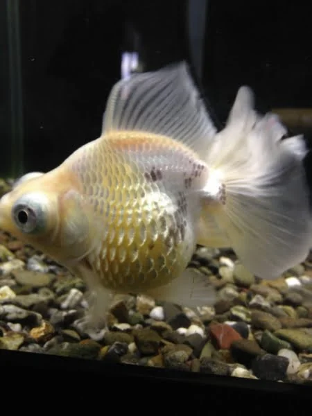 diagnose goldfish symptoms