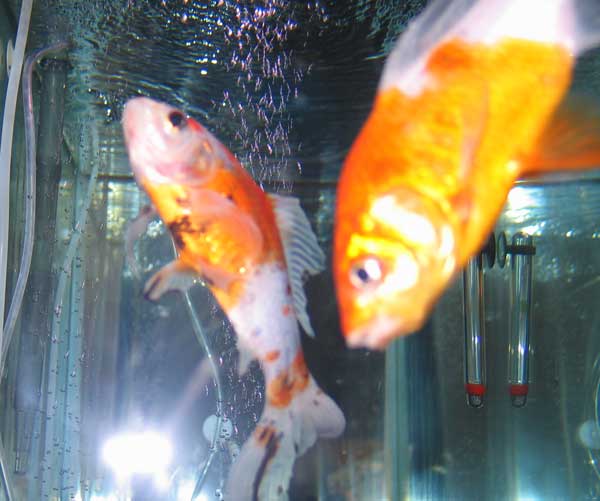 fasting goldfish
