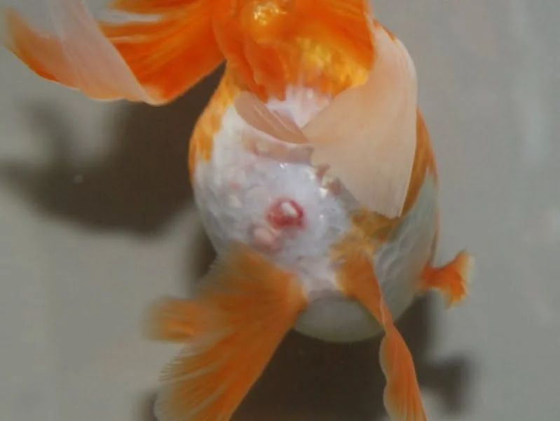 diagnose goldfish symptoms