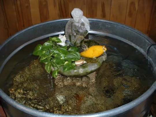 about goldfish emergency