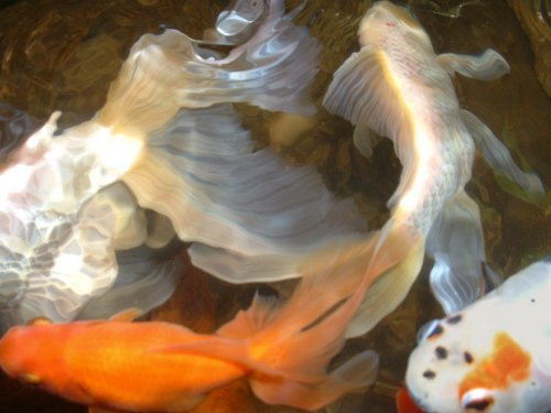 art of goldfish