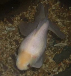 diagnose goldfish symptoms
