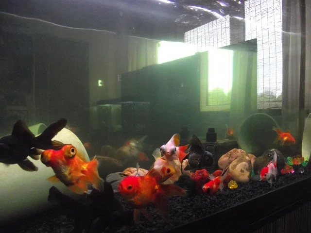 goldfish the real story