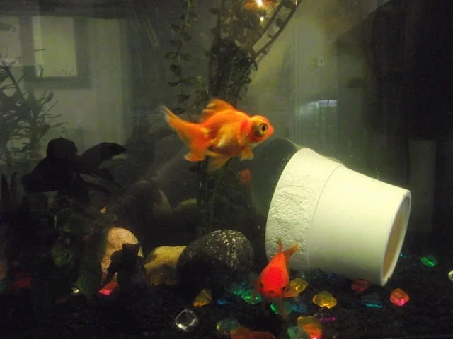 molly fish