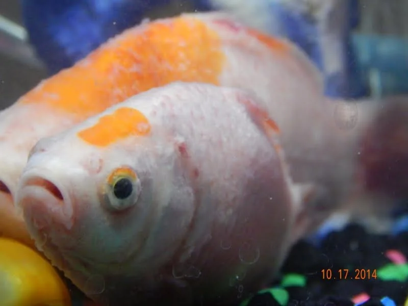 Aquarium pond water evaporation