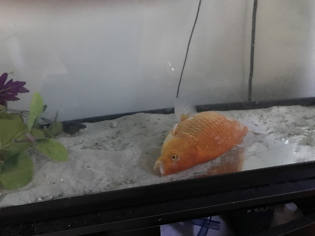 euthanizing goldfish koi