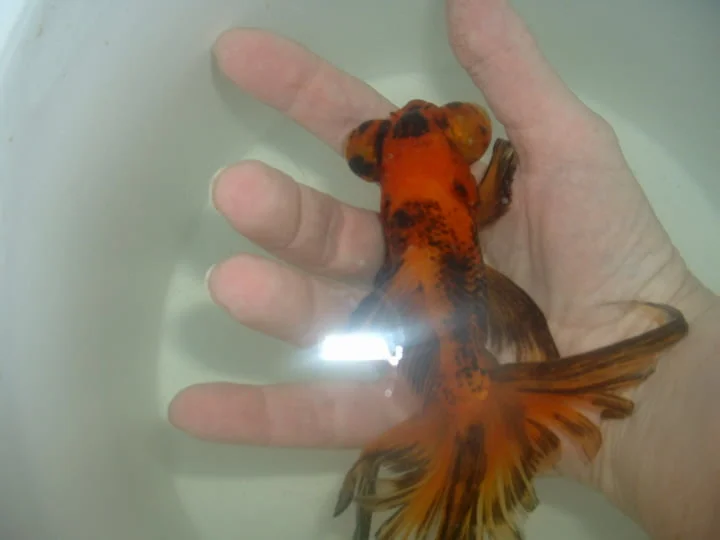diagnose goldfish symptoms