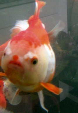diagnose goldfish symptoms