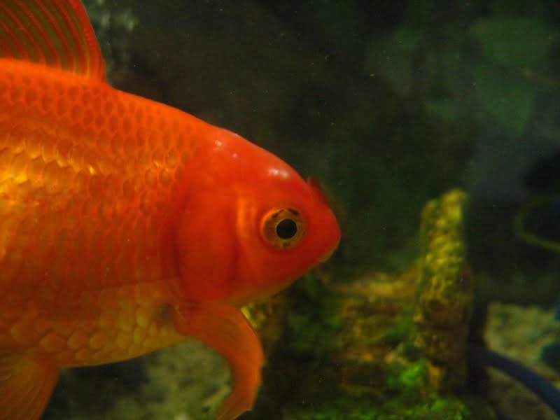 Diagnose goldfish symptoms