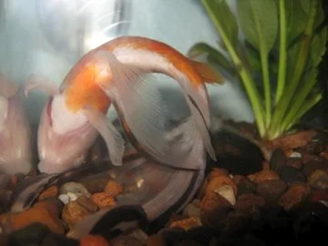 goldfish bent