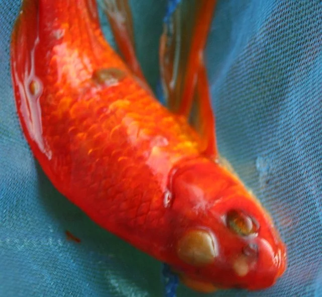 diagnose goldfish symptoms