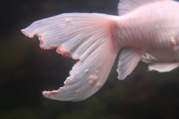diagnose goldfish symptoms