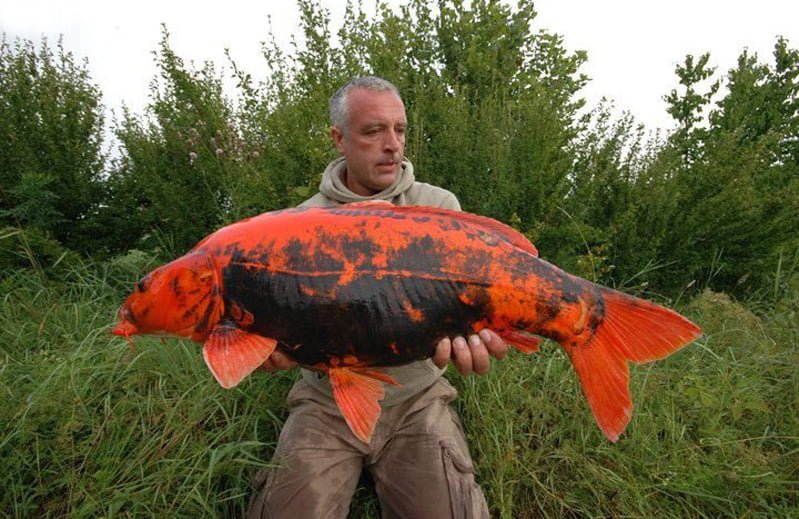 releasing goldfish in the wild