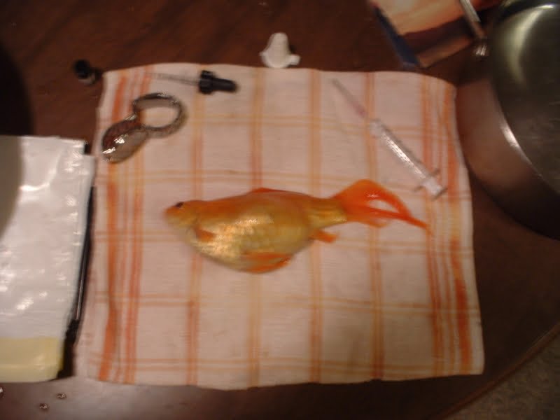 first aid kit for goldfish