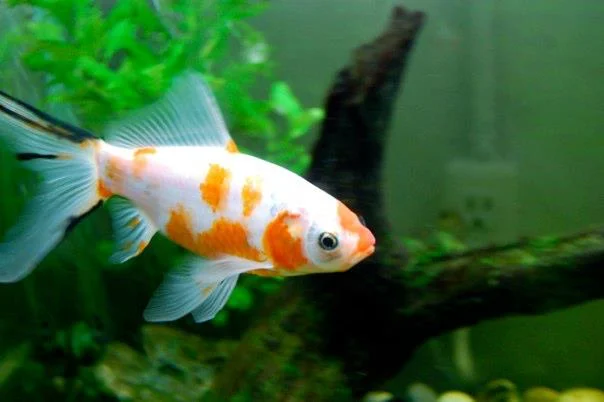 for the love of goldfish