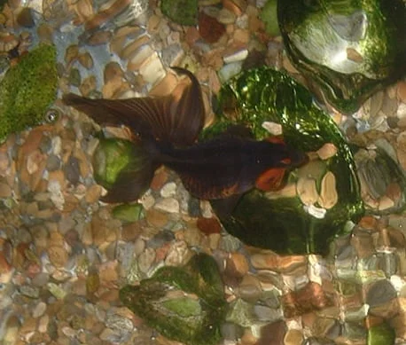 fancy goldfish