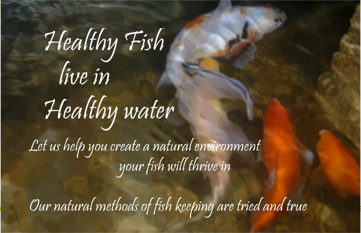 goldfish koi health