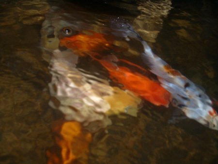 art of goldfish
