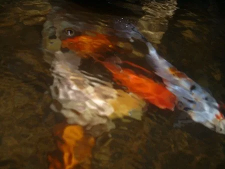 Breeding goldfish and koi