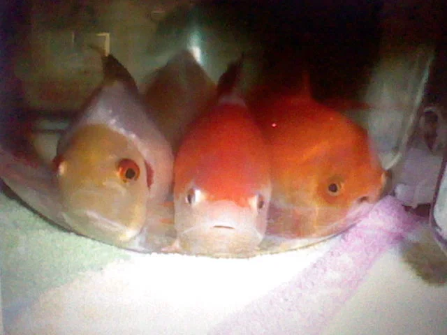 goldfish bottom sitting
