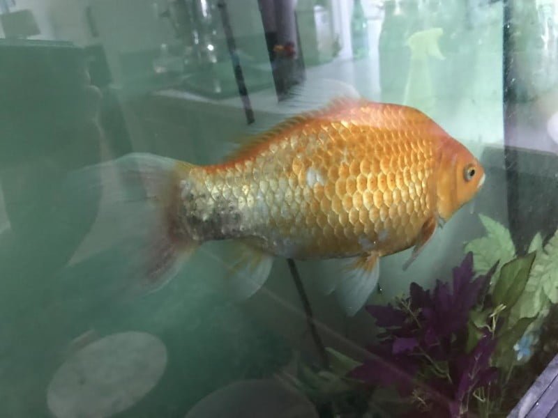 Snapshot of Natural Goldfish Health Remedies