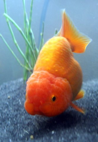Goldfish breeds