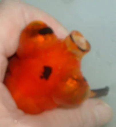 diagnose goldfish symptoms