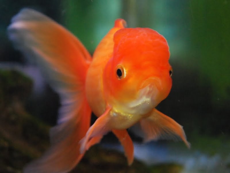 varieties of goldfish