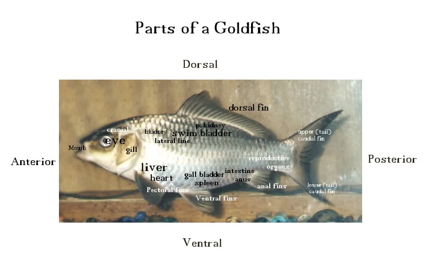 parts of a goldfish