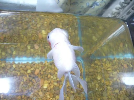 diagnose goldfish symptoms