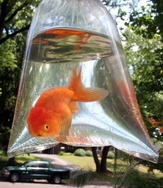 New goldfish