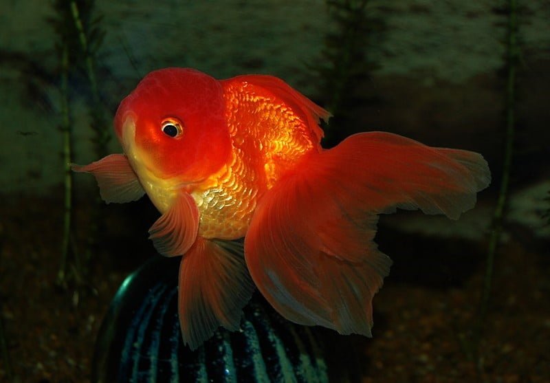 through the eyes of a goldfish