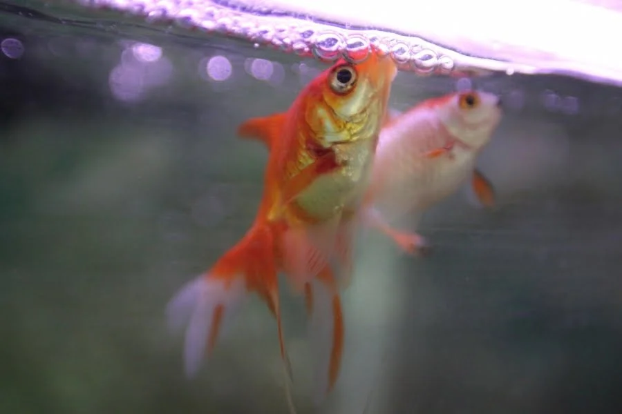 911 water change