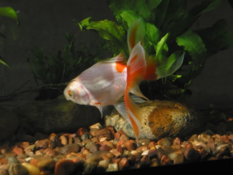 fasting our goldfish