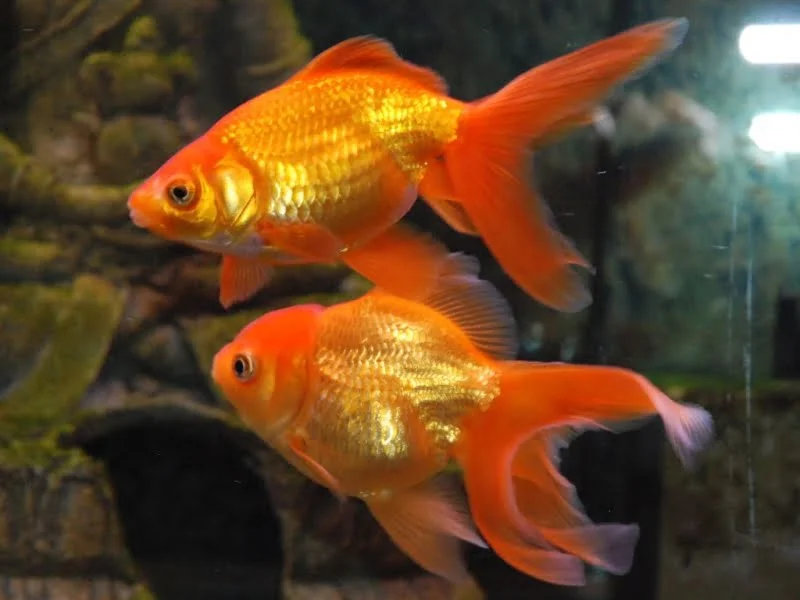 The lonely goldfish
