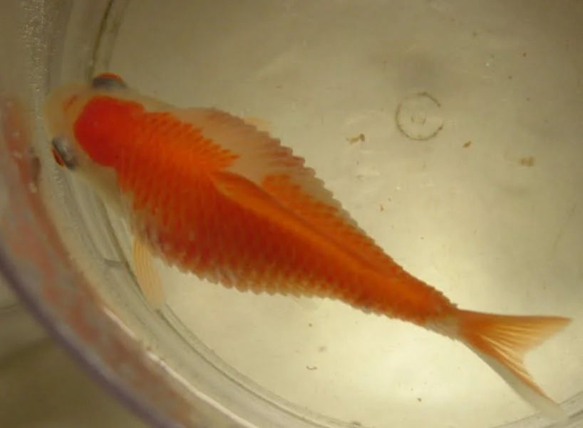 goldfish looks pine cone