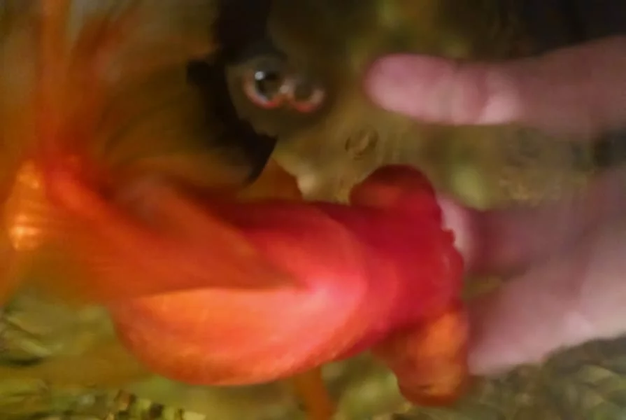 pop eye goldfish