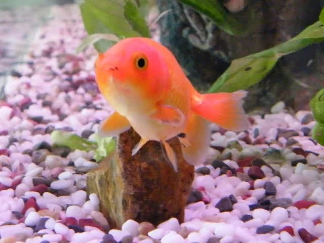 goldfish koi info