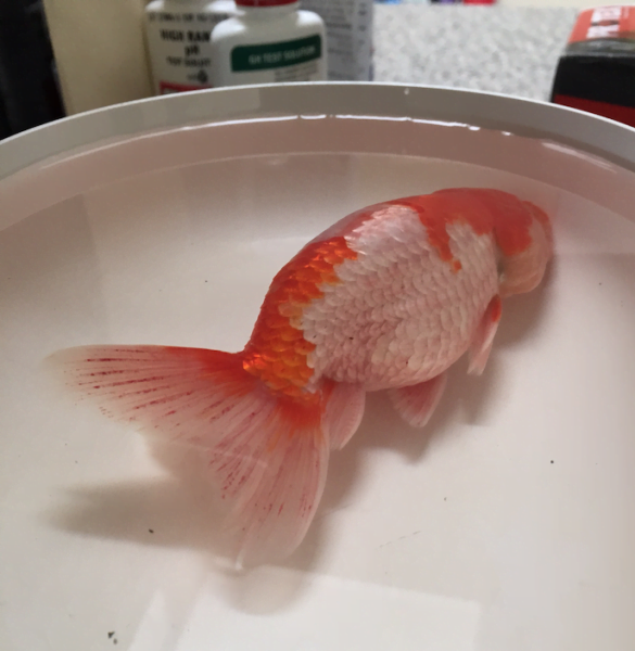 red patches goldfish