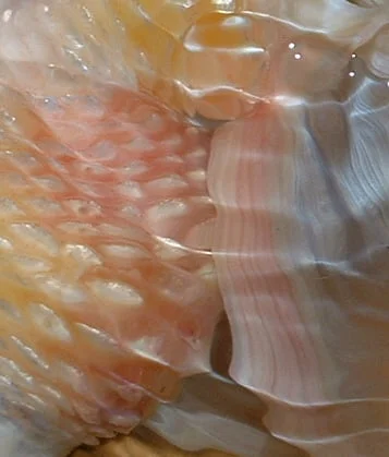 diagnose goldfish symptoms