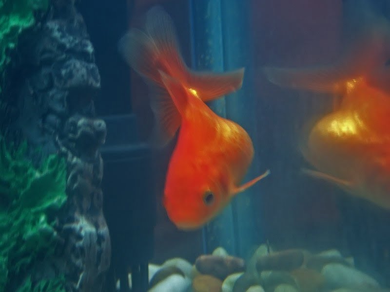 goldfish impacted with eggs