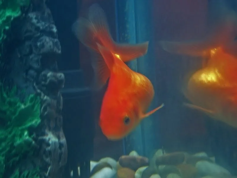 diagnose goldfish symptoms