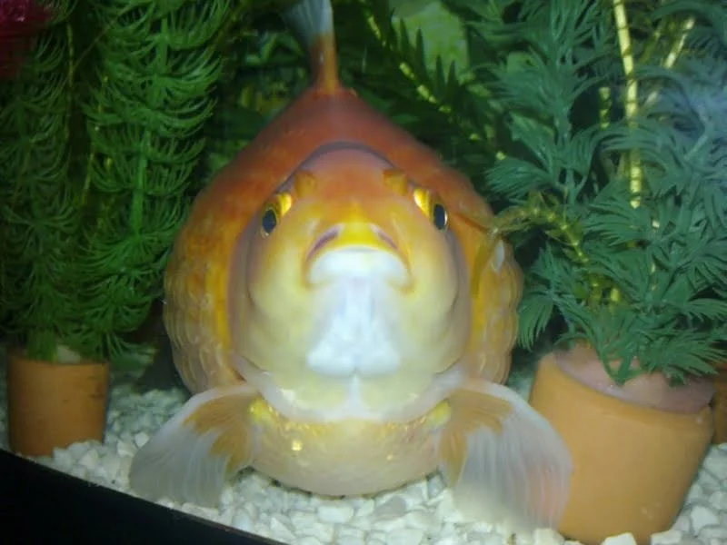 poisoning our fish