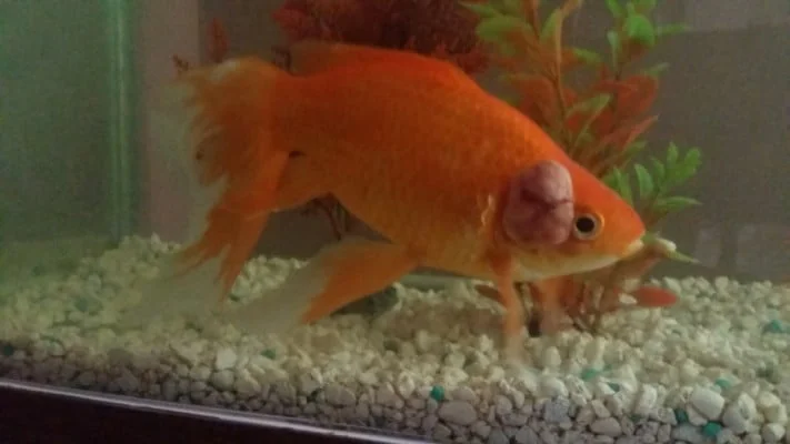 diagnose goldfish symptoms